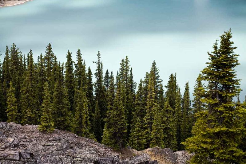 pine trees in front of peyto lake.jpg